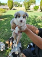 Australian Shepherd Puppies for sale in Phoenix, AZ, USA. price: NA