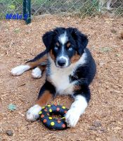Australian Shepherd Puppies for sale in Gainesville, GA, USA. price: NA