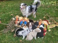 Australian Shepherd Puppies for sale in East Bethel, MN, USA. price: NA