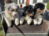 Australian Shepherd Puppies for sale in Greenfield, MA 01301, USA. price: NA