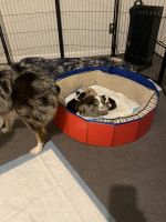Australian Shepherd Puppies for sale in Pleasant Valley, NY 12569, USA. price: NA