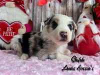 Australian Shepherd Puppies for sale in Dibble, OK, USA. price: NA