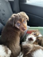 Australian Shepherd Puppies Photos