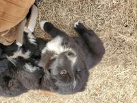 Australian Shepherd Puppies for sale in Morton, TX 79346, USA. price: NA