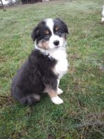Australian Shepherd Puppies for sale in Stayton, OR 97383, USA. price: NA