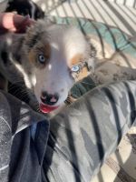 Australian Shepherd Puppies for sale in Houston, TX, USA. price: NA