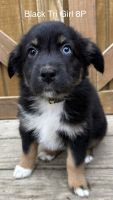 Australian Shepherd Puppies for sale in Ada, OH 45810, USA. price: NA