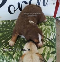 Australian Shepherd Puppies for sale in Sarcoxie, MO 64862, USA. price: $750