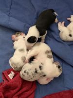 Australian Shepherd Puppies for sale in Paso Robles, CA 93446, USA. price: $500
