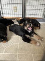 Australian Shepherd Puppies for sale in Springboro, OH 45066, USA. price: $600