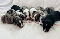 Australian Shepherd Puppies for sale in Greenfield, IN 46140, USA. price: $800