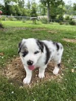 Australian Shepherd Puppies for sale in Newnan, GA, USA. price: $600