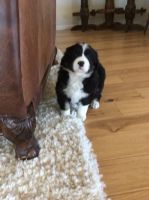 Australian Shepherd Puppies for sale in Paso Robles, CA 93446, USA. price: $800