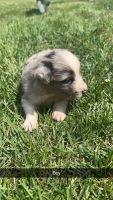 Australian Shepherd Puppies for sale in Welton, IA, USA. price: $475