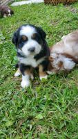 Australian Shepherd Puppies for sale in Danbury, CT 06810, USA. price: $1,800