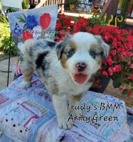Australian Shepherd Puppies for sale in Sarcoxie, MO 64862, USA. price: $400