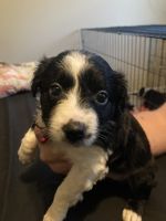 Australian Shepherd Puppies for sale in Albany, NY, USA. price: $400