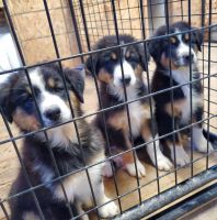 Australian Shepherd Puppies for sale in Sun Prairie, WI 53590, USA. price: NA