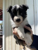 Australian Shepherd Puppies for sale in Bennett, CO 80102, USA. price: $700