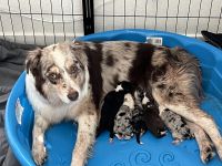 Australian Shepherd Puppies for sale in Colorado Springs, CO, USA. price: $800