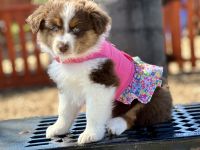 Australian Shepherd Puppies for sale in Vista, CA, USA. price: $1,500