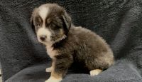 Australian Shepherd Puppies for sale in Scottsboro, AL, USA. price: NA