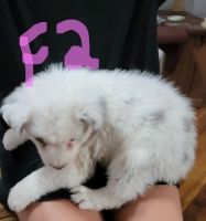 Australian Shepherd Puppies for sale in Somonauk, IL, USA. price: $900