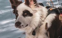 Australian Shepherd Puppies for sale in Palm Desert, CA, USA. price: $1,500