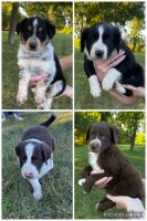 Australian Shepherd Puppies for sale in Colorado Springs, CO, USA. price: $400