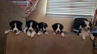 Australian Shepherd Puppies for sale in Fontana, CA, USA. price: $250