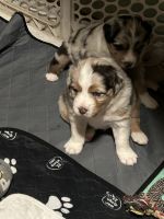 Australian Shepherd Puppies for sale in Hamilton, OH, USA. price: $600