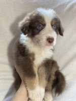 Australian Shepherd Puppies for sale in Dawsonville, GA 30534, USA. price: $400