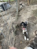 Australian Shepherd Puppies for sale in Alexandria, IN 46001, USA. price: $1,000