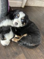 Australian Shepherd Puppies for sale in Brighton, CO, USA. price: $900
