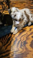Australian Shepherd Puppies for sale in Conroe, TX, USA. price: $800