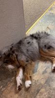 Australian Shepherd Puppies for sale in Rusk, TX 75785, USA. price: $160