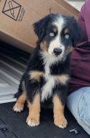 Australian Shepherd Puppies for sale in Hillsboro, TX 76645, USA. price: $500