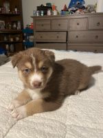 Australian Shepherd Puppies for sale in Colorado Springs, CO, USA. price: $600