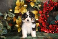 Australian Shepherd Puppies for sale in Westfield, MA 01085, USA. price: $1,000