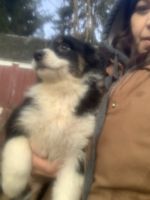 Australian Shepherd Puppies for sale in Nicktown, PA 15762, USA. price: $400
