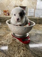 Australian Shepherd Puppies for sale in Mt Dora, FL 32757, USA. price: $2,000