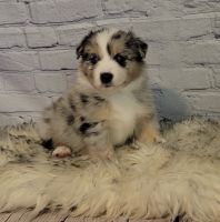 Australian Shepherd Puppies for sale in Waddell, AZ 85355, USA. price: $2,500