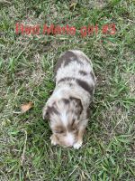 Australian Shepherd Puppies for sale in Texarkana, TX, USA. price: $900