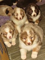 Australian Shepherd Puppies for sale in Drayton St, Spartanburg, SC 29307, USA. price: $400