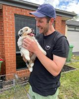 Australian Shepherd Puppies for sale in Alliston, Ontario. price: $860