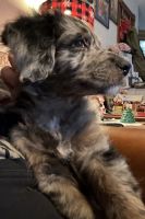 Australian Shepherd Puppies for sale in Mansfield, OH, USA. price: $350