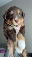 Australian Shepherd Puppies for sale in West Terre Haute, Indiana. price: $700