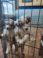 Australian Shepherd Puppies for sale in Castle Rock, Colorado. price: $1,800