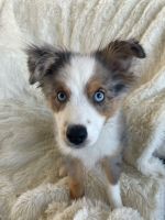 Australian Shepherd Puppies for sale in Plano, Texas. price: $6,500