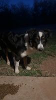Australian Shepherd Puppies for sale in Oklahoma City, Oklahoma. price: NA